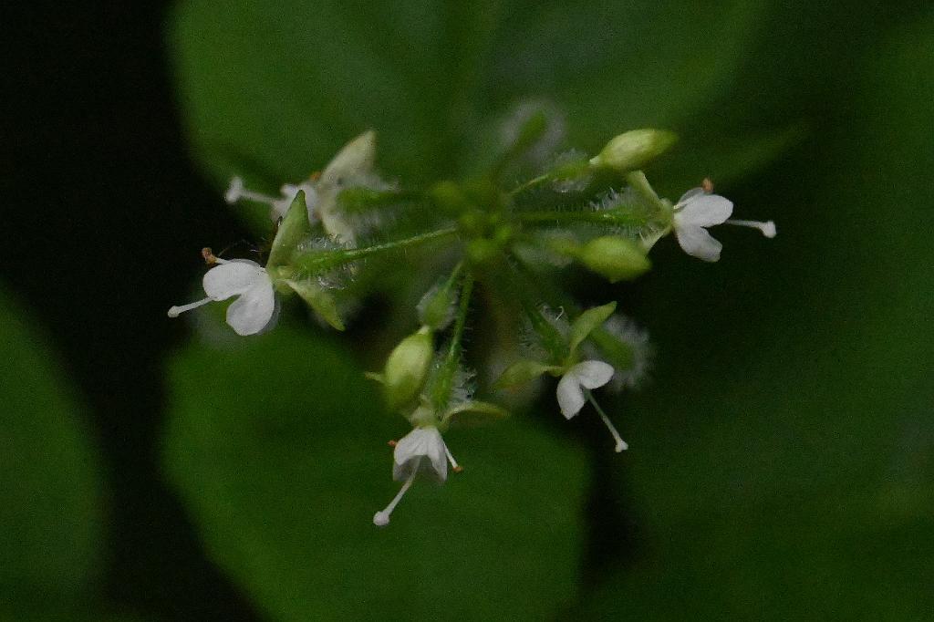 2025-07029308 Broadmoor Wildlife Sanctuary, MA.JPG - Enchanter's Nightshade. Broadmoor Wildlife Sanctuary, MA, 7-2-2025